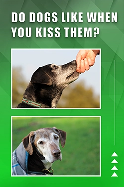 Do Dogs Like When You Kiss Them