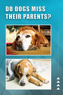 Do Dogs Miss Their Parents