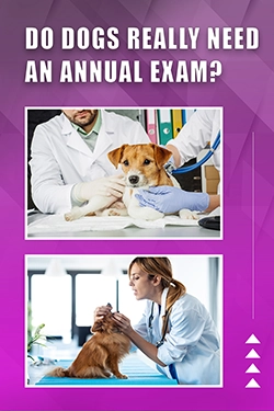 Do Dogs Really Need An Annual Exam