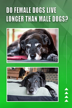 Do Female Dogs Live Longer Than Male Dogs