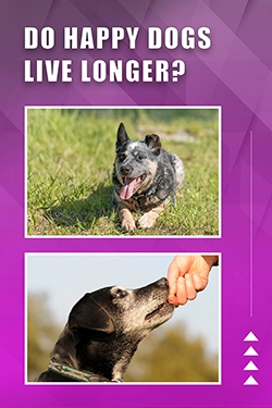 Do Happy Dogs Live Longer