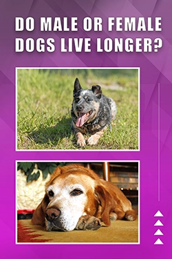 Do Male Or Female Dogs Live Longer