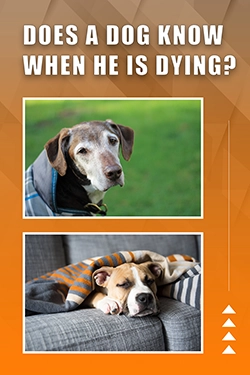 Does A Dog Know When He Is Dying