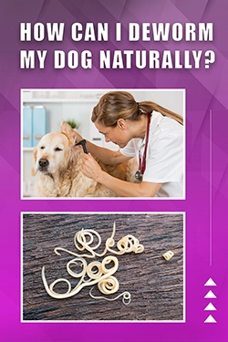 How Can I Deworm My Dog Naturally