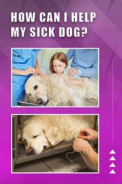 How Can I Help My Sick Dog