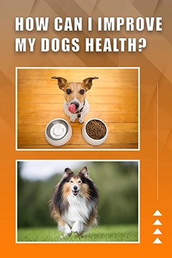 How Can I Improve My Dogs Health