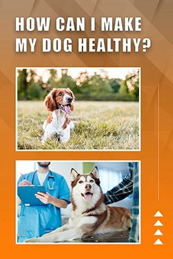 How Can I Make My Dog Healthy