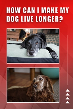 How Can I Make My Dog Live Longer