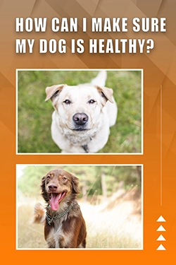 How Can I Make Sure My Dog Is Healthy