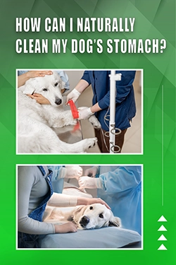 How Can I Naturally Clean My Dog's Stomach