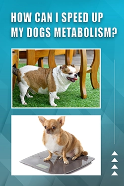 How Can I Speed Up My Dogs Metabolism