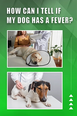 How Can I Tell If My Dog Has A Fever