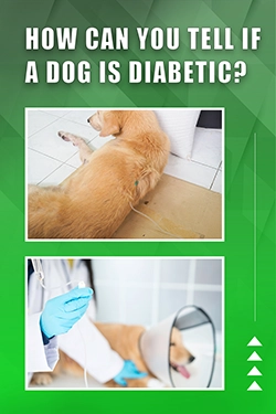 How Can You Tell If A Dog Is Diabetic