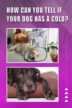 How Can You Tell If Your Dog Has A Cold