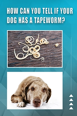 How Can You Tell If Your Dog Has A Tapeworm