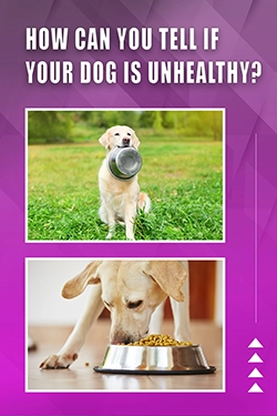 How Can You Tell If Your Dog Is Unhealthy