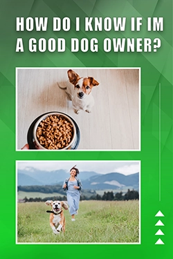 How Do I Know If I'm A Good Dog Owner