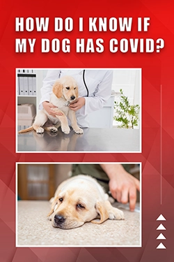 How Do I Know If My Dog Has CoVid