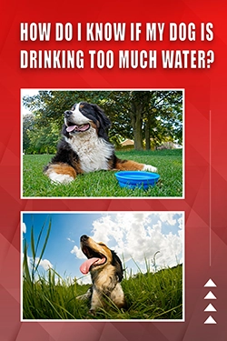 How Do I Know If My Dog Is Drinking Too Much Water