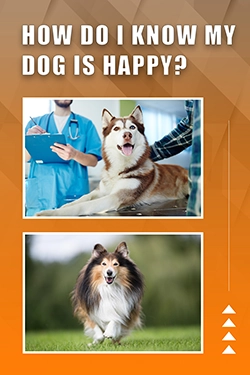 How Do I Know My Dog Is Happy