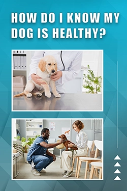 How Do I Know My Dog Is Healthy