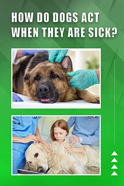 How Do Dogs Act When They Are Sick