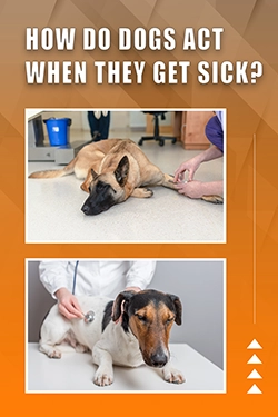 How Do Dogs Act When They Get Sick