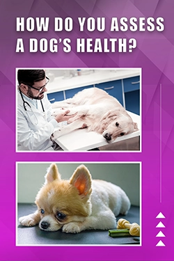 How Do You Assess A Dog's Health
