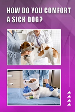 How Do You Comfort A Sick Dog