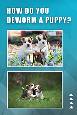 How Do You Deworm A Puppy