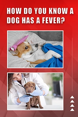 How Do You Know A Dog Has A Fever