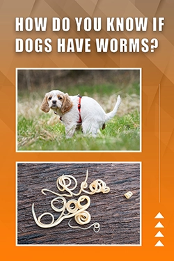 How Do You Know If Dogs Have Worms