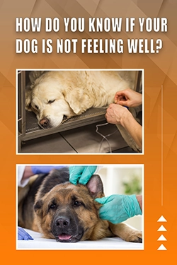 How Do You Know If Your Dog Is Not Feeling Well