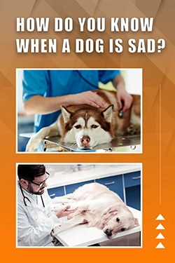 How Do You Know When A Dog Is Sad