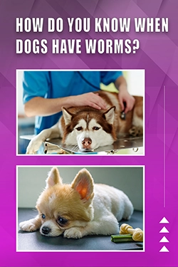 How Do You Know When Dogs Have Worms