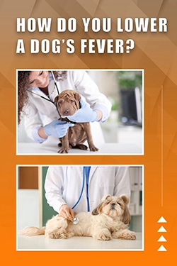 How Do You Lower A Dog's Fever