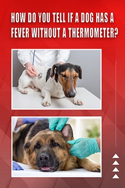 How Do You Tell If A Dog Has A Fever Without A Thermometer