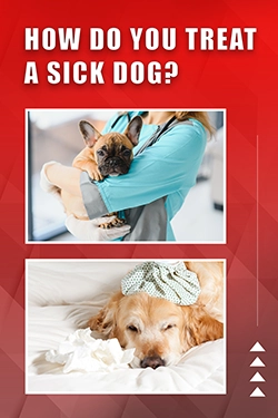 How Do You Treat A Sick Dog