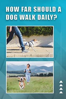 How Far Should A Dog Walk Daily