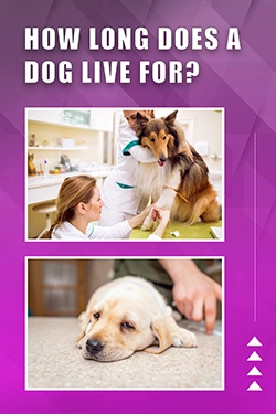 How Long Does A Dog Live For