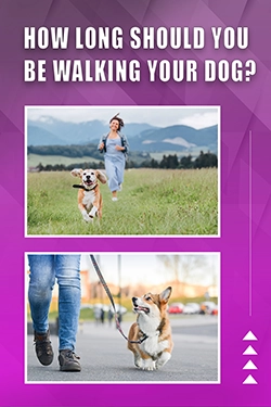 How Long Should You Be Walking Your Dog