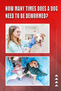 How Many Times Does A Dog Need To Be Dewormed