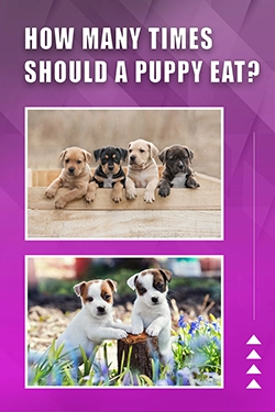 How Many Times Should A Puppy Eat
