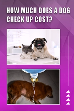 How Much Does A Dog Check Up Cost
