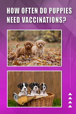 How Often Do Puppies Need Vaccinations