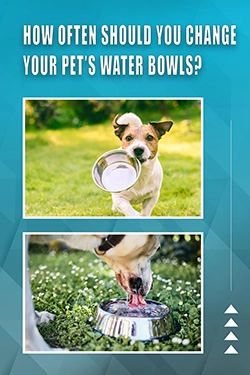 How Often Should You Change Your Pet's Water Bowls