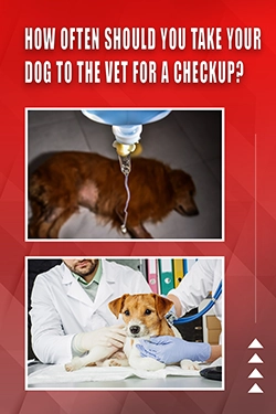 How Often Should You Take Your Dog To The Vet For A Checkup