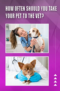 How Often Should You Take Your Pet To The Vet