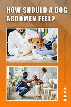 How Should A Dog Abdomen Feel