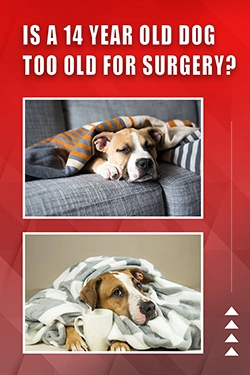 Is A 14 Year Old Dog Too Old For Surgery